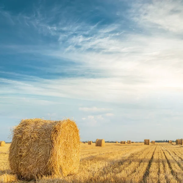 Rolle Mit Stroh Goldenen Acker Bei Sonnenuntergang Und Blauem Himmel — Stockfoto