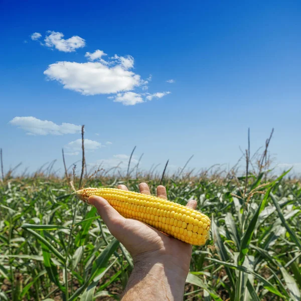 Golden Color Maize Hand Field — Stock Photo, Image