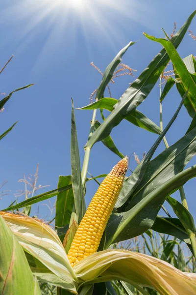 Maize Field Golden Corn Sun Stem — Stock Photo, Image