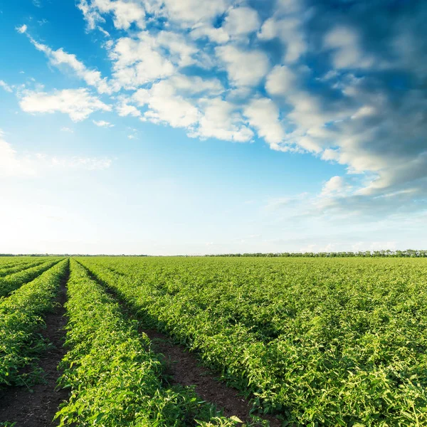 Campo Agricultura Verde Com Arbustos Tomates Pôr Sol Nuvens Sobre — Fotografia de Stock