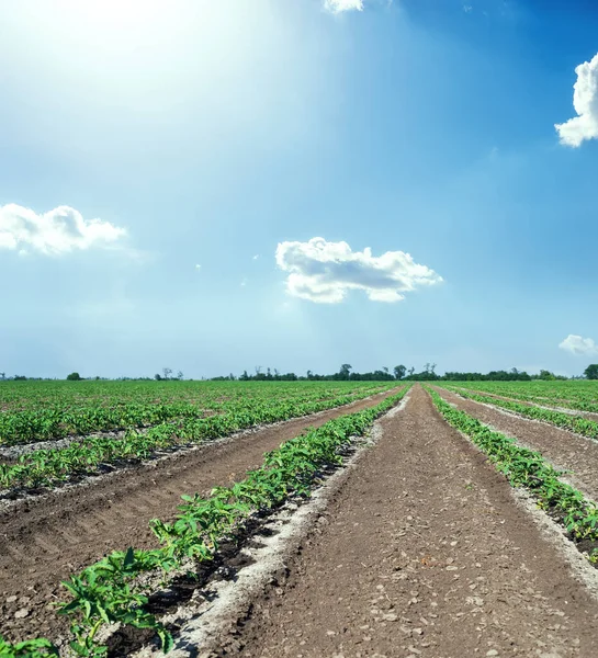 Ackerland Mit Tomaten Und Blauem Himmel Mit Wolken Und Sonne — Stockfoto