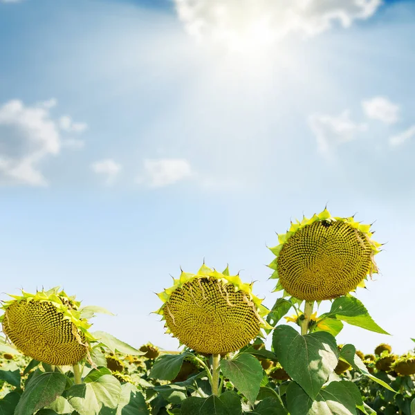 成熟的向日葵在田野上 阳光在云彩中 — 图库照片
