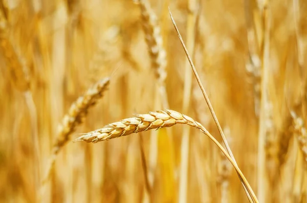 Goldene Farbe Weizen Auf Dem Feld — Stockfoto