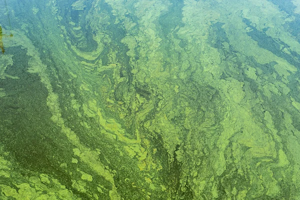 Gröna Alger Med Cyanobakterier Flodens Yta Blommande Vatten Som Bakgrund — Stockfoto