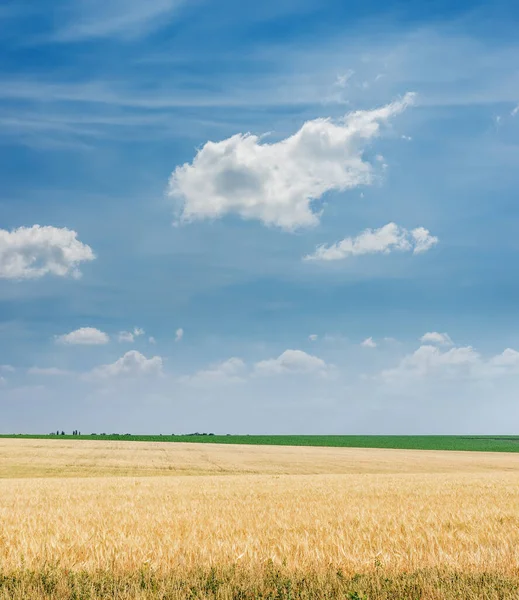 Gouden Kleur Landbouw Veld Blauwe Lucht Met Wolken Ovet Het — Stockfoto