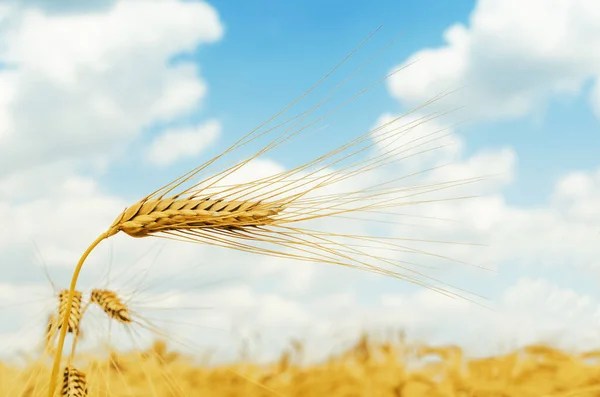 Una Espiga Madura Trigo Color Dorado Campo — Foto de Stock