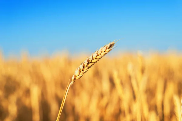 Zlaté Pole Zemědělství Zralá Pšenice Zblízka Pod Modrou Oblohou — Stock fotografie