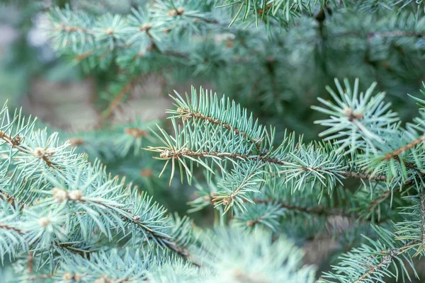 Blue Pine Branch Closeup Winter Christmas Background — Stock Photo, Image
