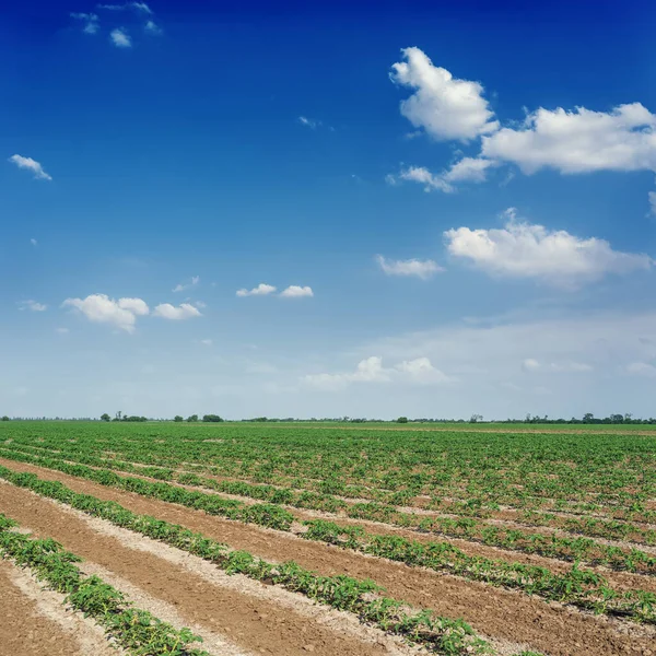 Ipari Mezőgazdasági Terület Paradicsommal Öntözéssel Kék Felhőkkel Mező Felett — Stock Fotó