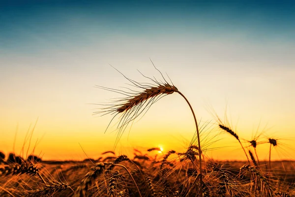 Goldene Farbe Reifer Weizen Auf Dem Feld Bei Sonnenuntergang — Stockfoto
