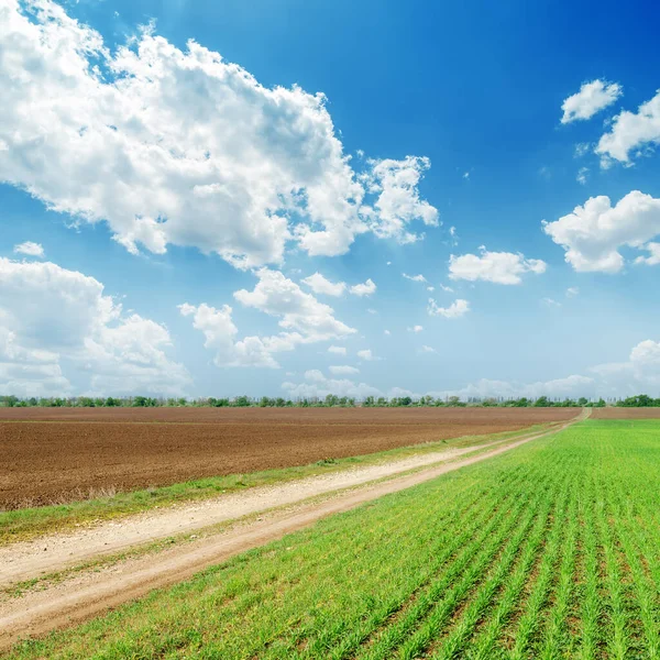 Spring Fields Blue Cloudy Sky — Stock Photo, Image