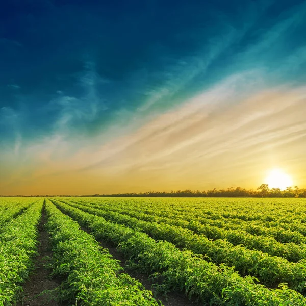 Campo Agricoltura Verde Tramonto Campo Pomodori — Foto Stock