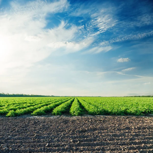 Blauwe Lucht Zonsondergang Tijd Boven Groen Veld Met Tomatenstruiken — Stockfoto