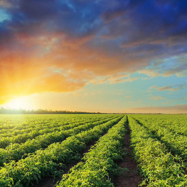 зеленое поле сельского хозяйства с помидорами и оранжевый закат в драматическом небе