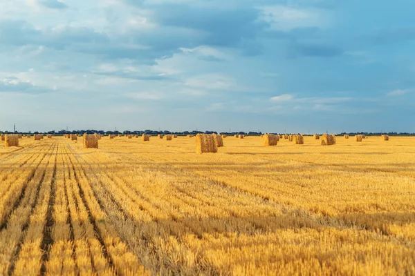 Campo Com Fardos Palha Após Colheita Com Céu Nublado Pôr — Fotografia de Stock