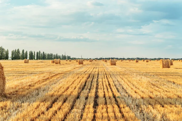 Zlaté Pole Zemědělství Sklizni Rolí Slámy Době Západu Slunce — Stock fotografie