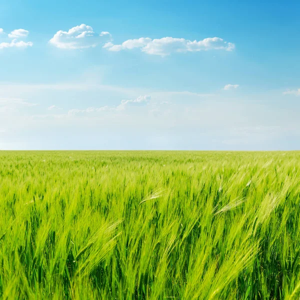 Landwirtschaftliches Grünes Feld Und Wolken Blauen Himmel Darüber — Stockfoto