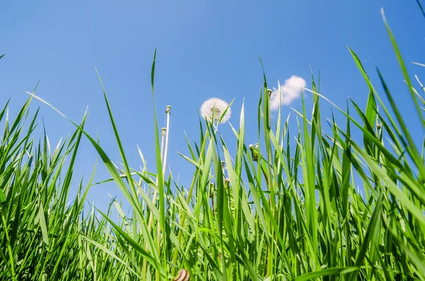 Diente León Blanco Hierba Verde Cielo Azul Sobre — Foto de Stock