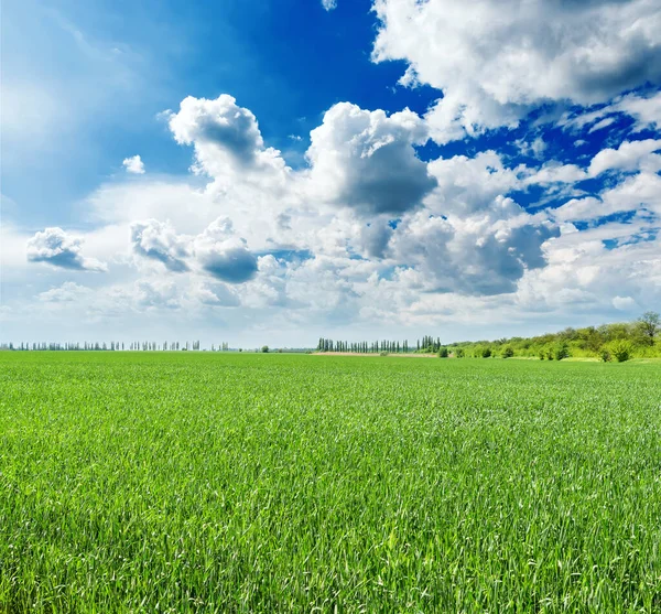 Rolnictwo Zielone Pole Chmury Błękitnym Niebie — Zdjęcie stockowe