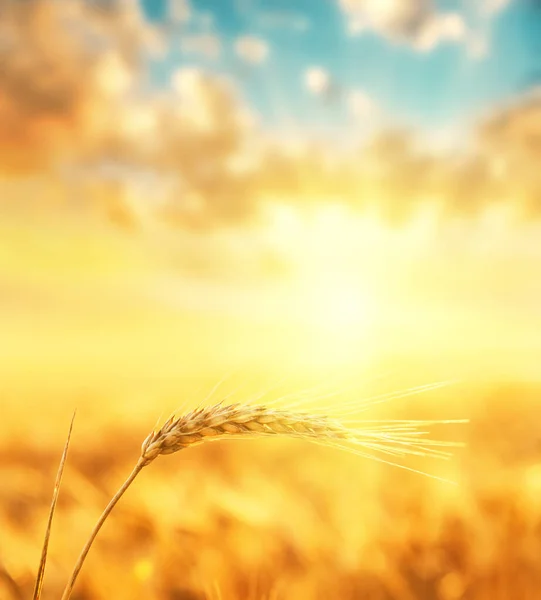 Золотой Цвет Урожая Поле Оранжевый Закат Облаках Мягкий Фокус — стоковое фото