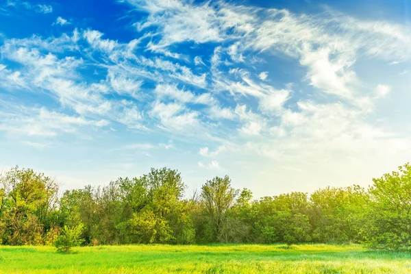 Groene Weide Lente Zonsondergang — Stockfoto