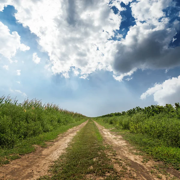 Road Agriculture Field Low Dramatic Clouds — Stock Photo, Image