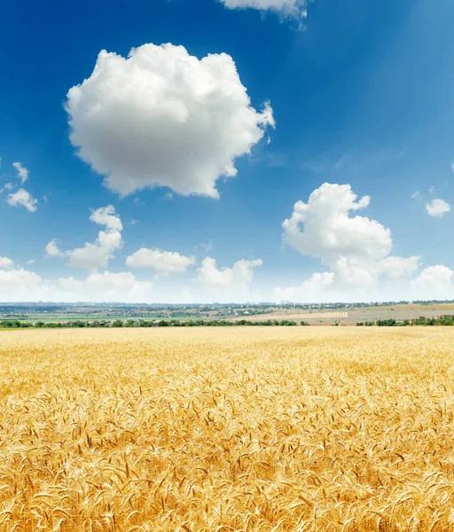Campo Agricultura Color Dorado Cielo Azul Con Nubes Blancas Sobre — Foto de Stock