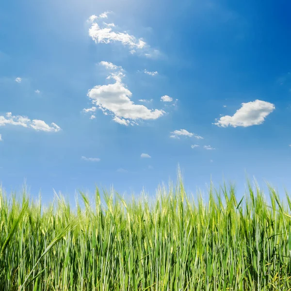 Groen Landbouwveld Blauwe Lucht Met Wolken — Stockfoto
