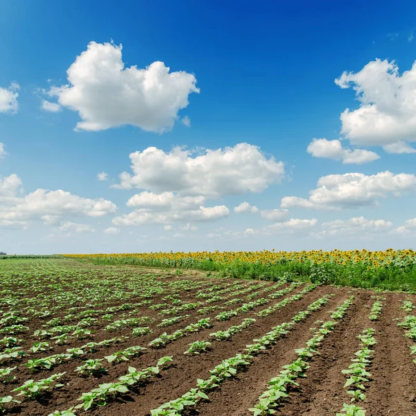 Campo Agricultura Primavera Con Girasoles Cielo Azul —  Fotos de Stock