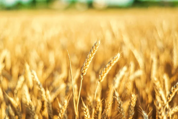 Landwirtschaft Goldenes Feld Mit Nahaufnahme Der Ernte — Stockfoto