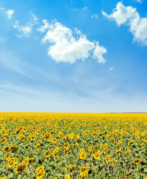 Blommande Jordbruk Fält Med Solrosor Och Vita Moln Blå Himmel — Stockfoto