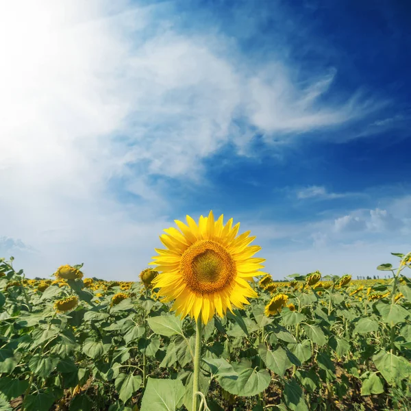 Una Flor Amarilla Girasol Campo Verde Nubes Cielo Azul —  Fotos de Stock