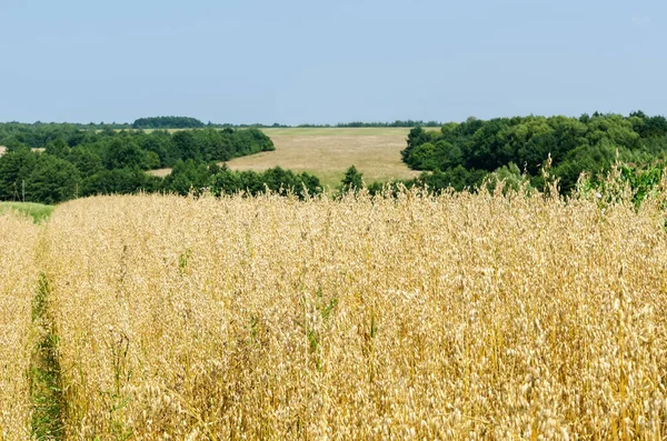 Landbouw Geel Veld Met Haver — Stockfoto