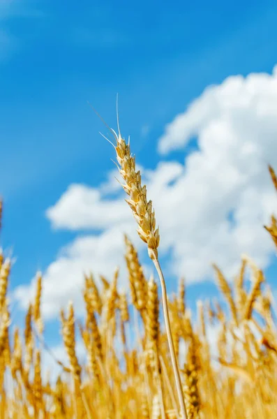 Arany Színű Termés Mezőn Felhők Kék — Stock Fotó