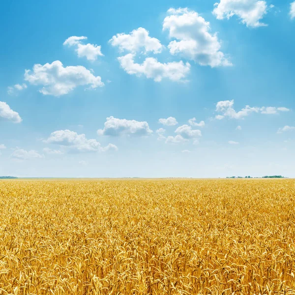 Goldenes Erntefeld Und Blauer Himmel Mit Wolken Darüber — Stockfoto