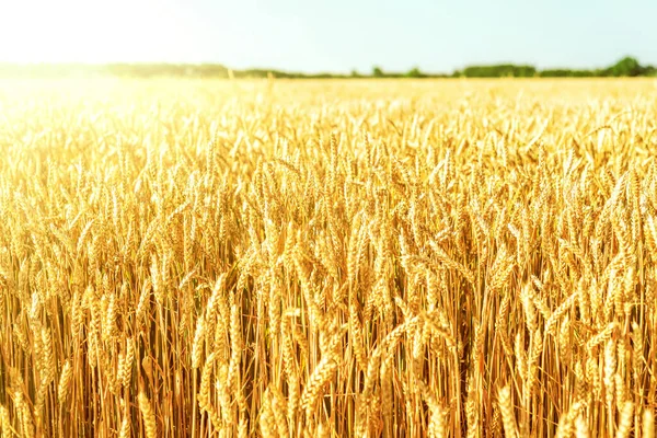 Gouden Kleur Landbouw Veld Bij Zonsondergang — Stockfoto