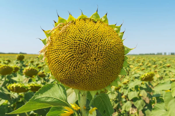 Capul Floarea Soarelui Închide După Înflorire Câmp — Fotografie, imagine de stoc