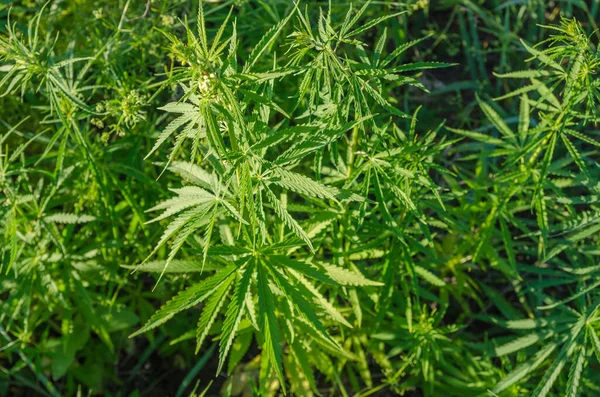 マリファナの緑の茂みを持つプランテーション — ストック写真