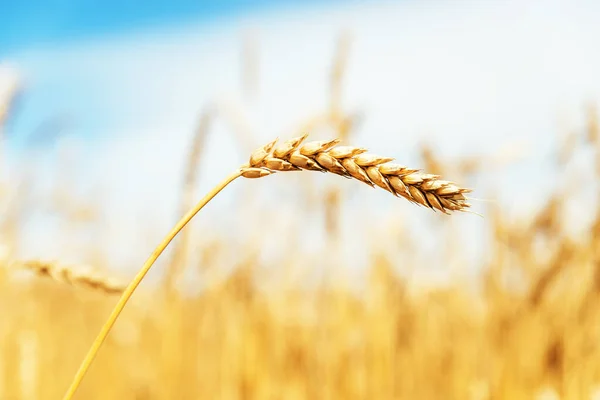 Altın Olgun Buğdaylı Tarla Yumuşak Odak — Stok fotoğraf