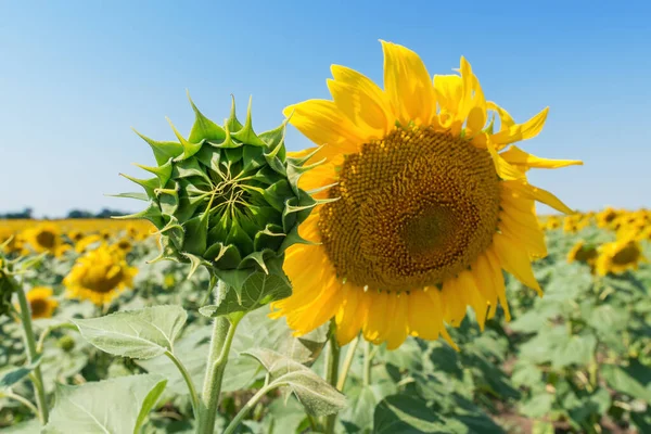 Zonnebloemen Verschillende Levensniveaus Focus Groene Kop — Stockfoto