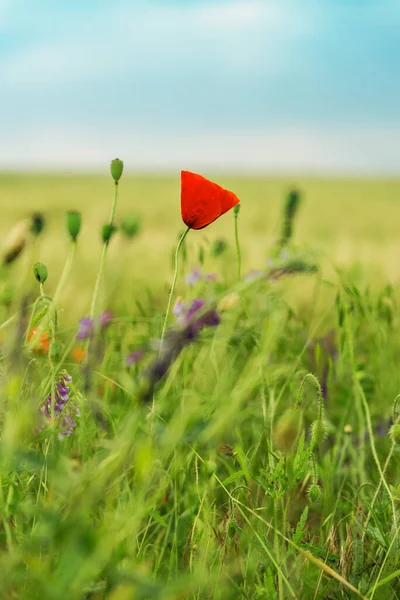 Alone Flower Poppy Green Field — Stock Photo, Image