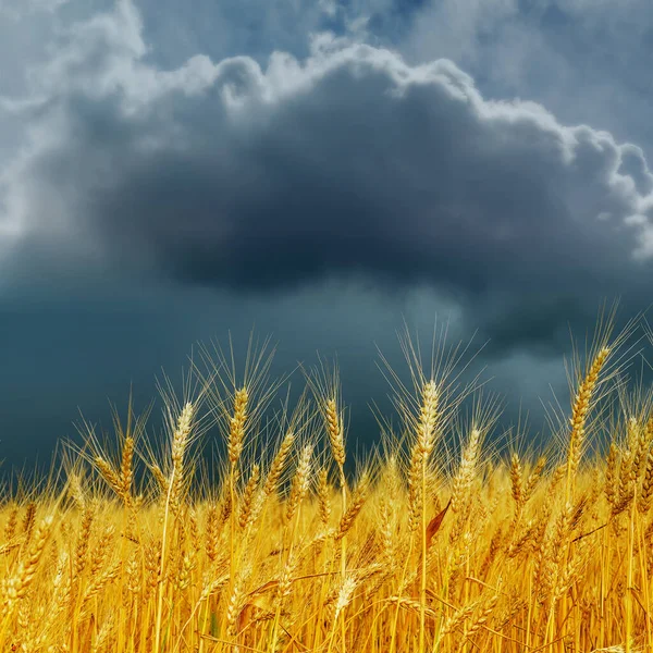 Campo Agrícola Dourado Nuvens Escuras Baixas Chuva Antes — Fotografia de Stock