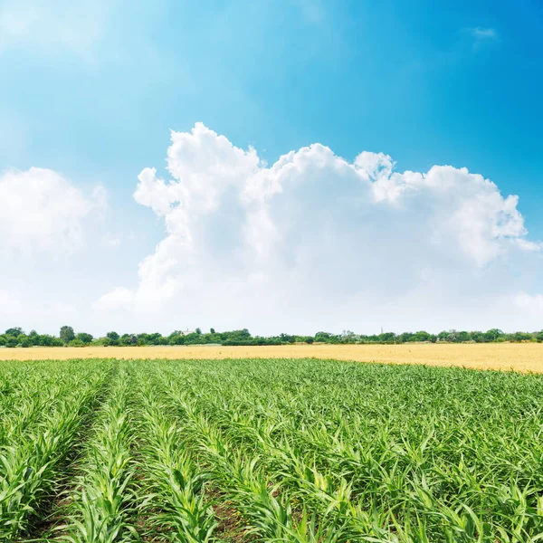緑のトウモロコシ畑と雲のある青空 — ストック写真