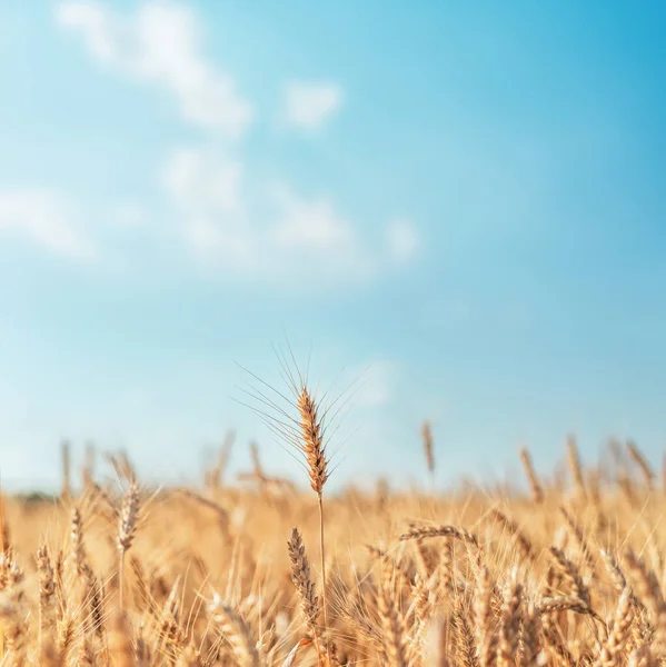 Goldene Farbe Landwirtschaft Feld Und Blauer Himmel Weicher Fokus — Stockfoto