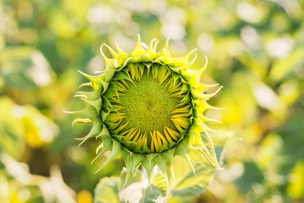 Verde Tânăr Cap Floarea Soarelui Câmp — Fotografie, imagine de stoc