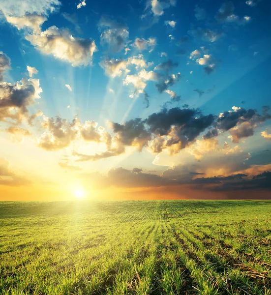 Heldere Zonsondergang Wolken Boven Groen Grasveld — Stockfoto