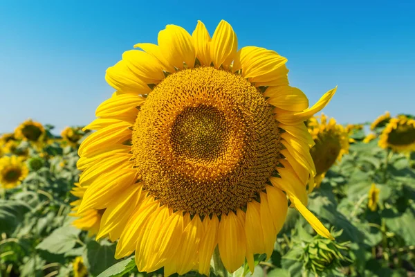 Kwiat Słonecznika Polu Zbliżenie Pod Wiatr — Zdjęcie stockowe