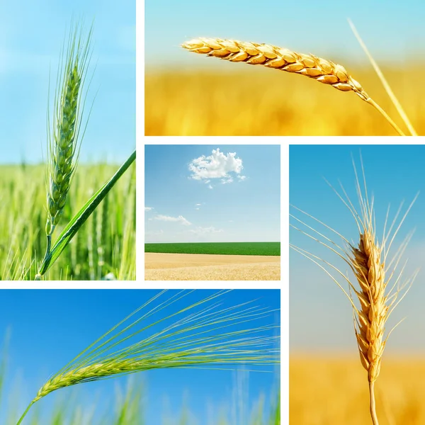 Set Crop Fields Different Seasons Year Cereal Concept — Stock Photo, Image