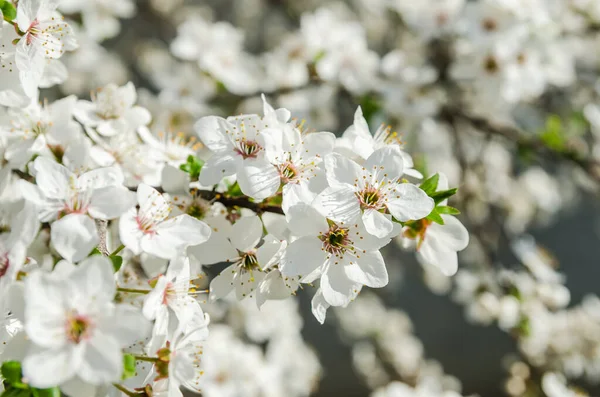 Witte Abrikozenbloesem Tuin — Stockfoto