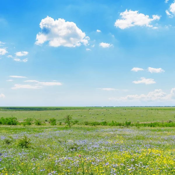 Зеленый Степной Луг Цветами Голубое Небо Облаками — стоковое фото